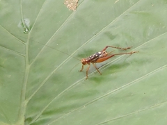 Cardiodactylus guttulus