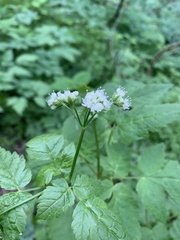 Osmorhiza longistylis