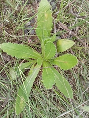 Erigeron primulifolius