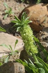 Eucomis