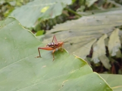 Cardiodactylus guttulus