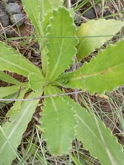 Erigeron primulifolius