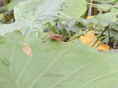 Cardiodactylus guttulus