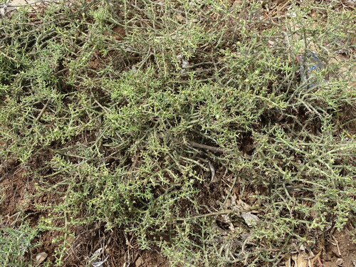 Mesembryanthemum granulicaule