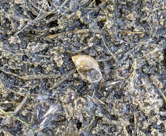 Physa