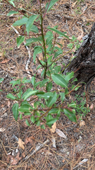 Cinnamomum camphora