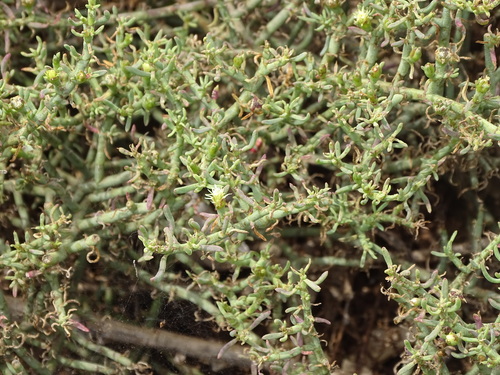 Mesembryanthemum granulicaule