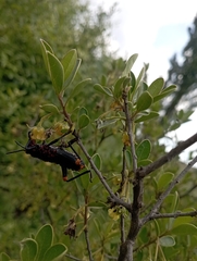 Pyrgomorphidae