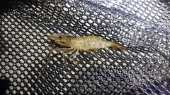 Macrobrachium australiense