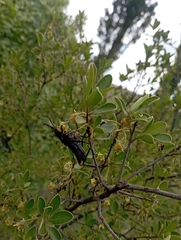Pyrgomorphidae