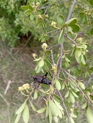 Pyrgomorphidae