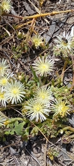 Mesembryanthemum canaliculatum
