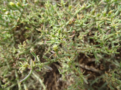 Mesembryanthemum granulicaule