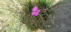 Dianthus seguieri