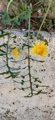 Sonchus tenerrimus