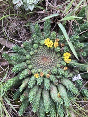 Euphorbia flanaganii