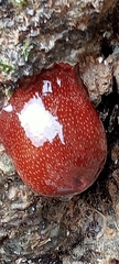 Actinia fragacea