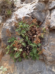 Scrophularia heterophylla