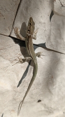 Podarcis vaucheri