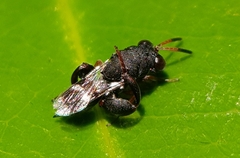 Chalcididae