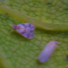 Trialeurodes abutiloneus