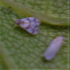 Trialeurodes abutiloneus