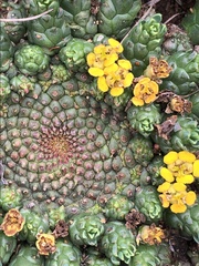 Euphorbia flanaganii