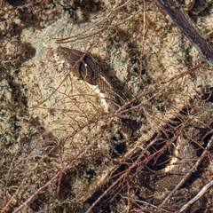 Thamnophis hammondii