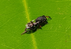 Chalcididae