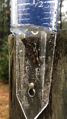 Melanoplus ponderosus