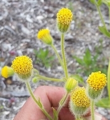 Arnica discoidea