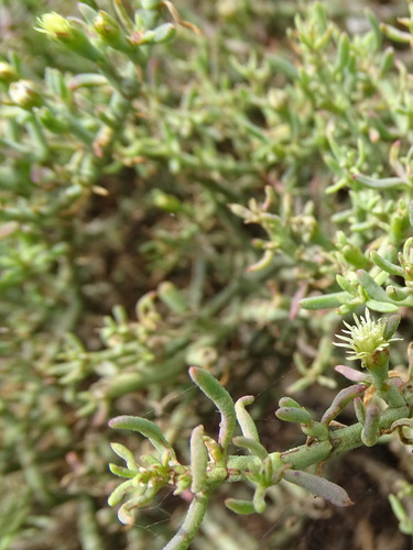 Mesembryanthemum granulicaule