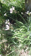 Nothoscordum bivalve