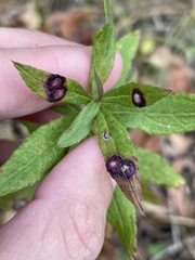 Botryosphaeria dothidea