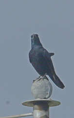 Onychognathus morio morio