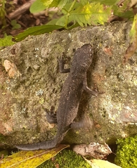 Ichthyosaura alpestris alpestris