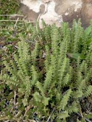 Crassula lanceolata