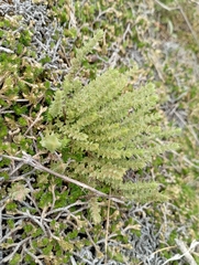 Crassula lanceolata