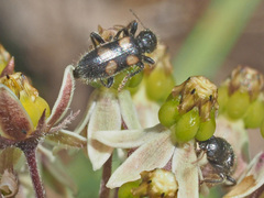 Xysmalobium involucratum