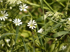 Stellaria chilensis
