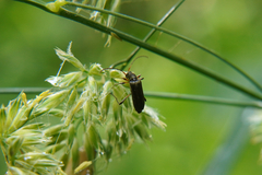 Grammoptera ruficornis