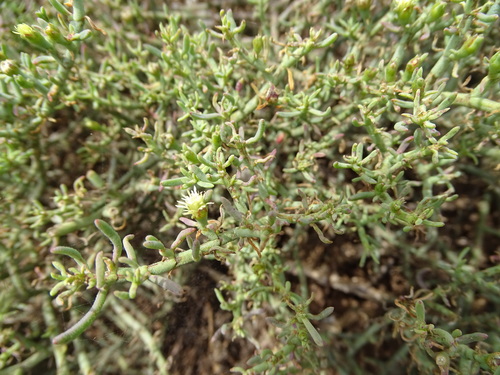 Mesembryanthemum granulicaule