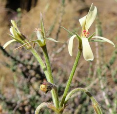 Ciconium