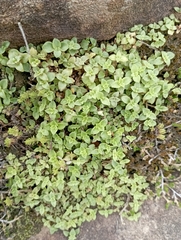 Callisia repens