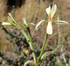 Ciconium