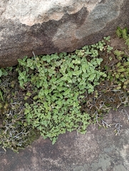 Callisia repens