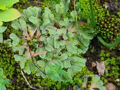 Riccia beyrichiana