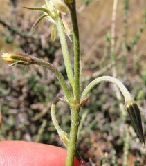 Ciconium
