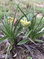Hypoxis stellipilis