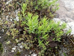 Crassula dependens